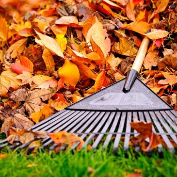 Fall Clean up Marketing