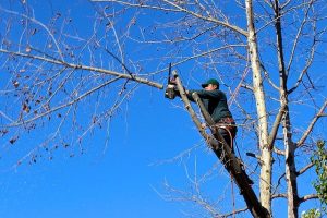 winter landscaping services